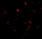 3 - PEN2 Antibody ASC10475