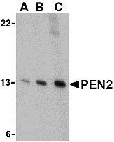 1 - PEN2 Antibody ASC10475