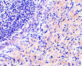 2 - RPA Interacting Protein Antibody ASC10488