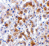 2 - SCO2 Antibody ASC10504