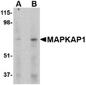 1 - MAPKAP1 Antibody ASC10517