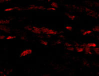 3 - Neuritin Antibody ASC10524