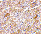 2 - Neuritin Antibody ASC10524