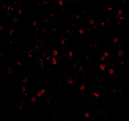 3 - NPAS3 Antibody ASC10526