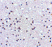 2 - NPAS3 Antibody ASC10526