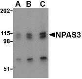 1 - NPAS3 Antibody ASC10526