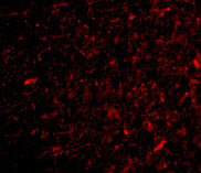 3 - NPAS3 Antibody ASC10527