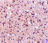 2 - NPAS3 Antibody ASC10527
