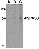 1 - NPAS3 Antibody ASC10527