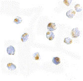 8 - ORAI2 Antibody ASC10528
