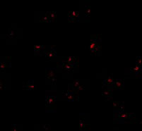 3 - ORAI2 Antibody ASC10528