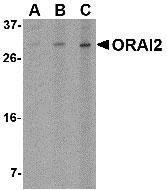 1 - ORAI2 Antibody ASC10528