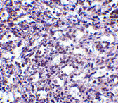 2 - STIM2 Antibody ASC10531