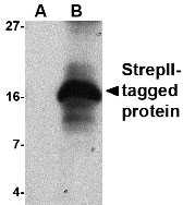 1 - StrepII-tag Antibody ASC10540