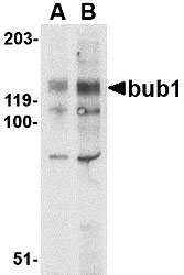 1 - Bub1 Antibody ASC10542