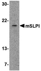 1 - SLPI Antibody ASC10549