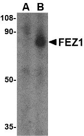 1 - FEZ1 Antibody ASC10553