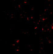 3 - MORF4 Antibody ASC10558