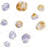 8 - KIF5 Antibody ASC10565
