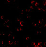 3 - KIF5 Antibody ASC10565