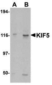 1 - KIF5 Antibody ASC10565