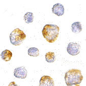 8 - KIF5 Antibody ASC10566