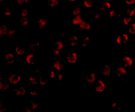 3 - KIF5 Antibody ASC10566