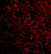 3 - STEAP3 Antibody ASC10574