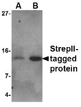 1 - StrepII-tag Antibody ASC10584