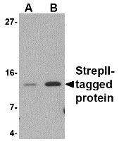 1 - StrepII-tag Antibody ASC10585