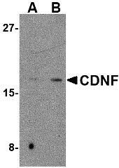 1 - CDNF Antibody ASC10588