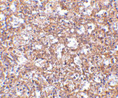 2 - TEM4 Antibody ASC10599