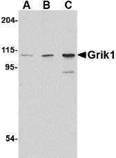 1 - Grik1 Antibody ASC10606