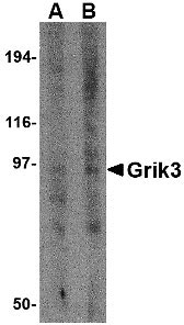 1 - Grik3 Antibody ASC10609