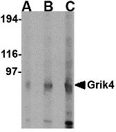 1 - Grik4 Antibody ASC10610