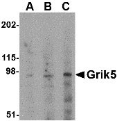 1 - Grik5 Antibody ASC10612