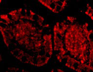 3 - ZBP1 Antibody ASC10614