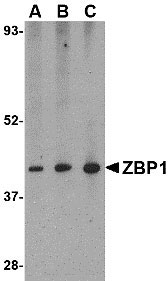 1 - ZBP1 Antibody ASC10614