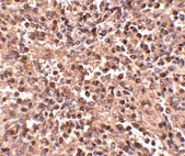 2 - ATG5 Antibody ASC10630
