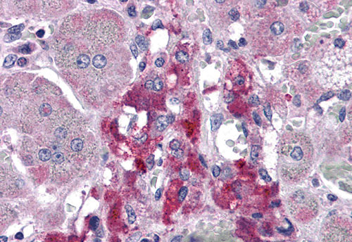 2 - RIM2 Antibody ASC10632