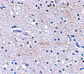 2 - SCRAPPER Antibody ASC10634