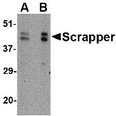 1 - SCRAPPER Antibody ASC10634