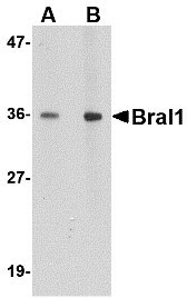 1 - BRAL1 Antibody ASC10655