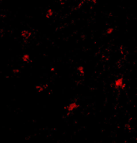 3 - BAP3 Antibody ASC10656