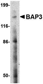1 - BAP3 Antibody ASC10656