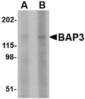 1 - BAP3 Antibody ASC10657