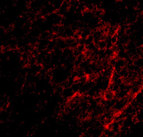 3 - AIFM3 Antibody ASC10667