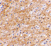 2 - AIFM3 Antibody ASC10667