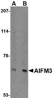 1 - AIFM3 Antibody ASC10667