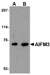 1 - AIFM3 Antibody ASC10668